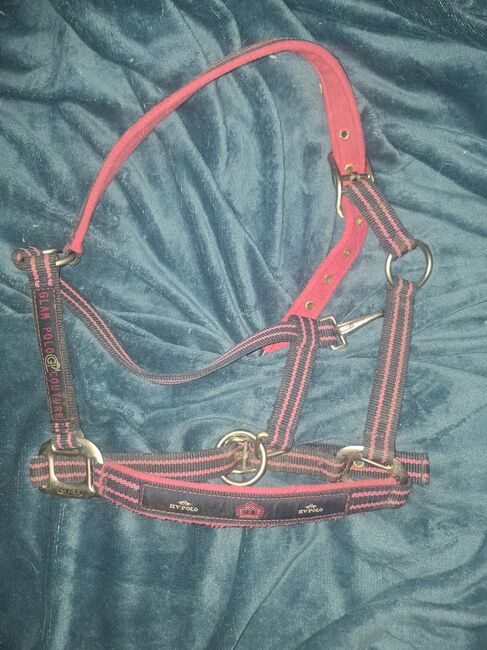 Halfter von HV Polo, Hv Polo, Franzi, Halters, Bramsche