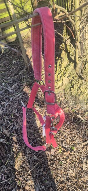 Halfter von waldhausen, Waldhausen, Katja, Halters, Berlin