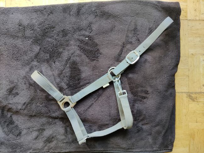 Halfter Full Grau, Finja Gottke, Halters, Klein Nordende