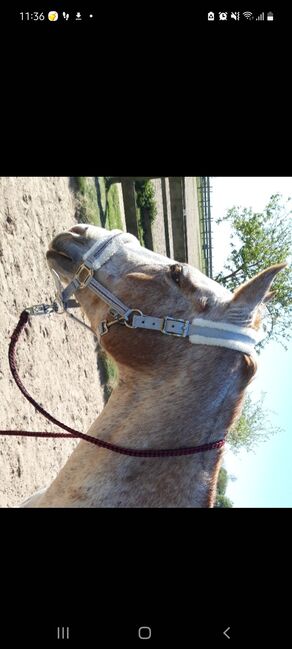 Halfter in wb zu verkaufen, Helena Reisige , Halters, Coesfeld