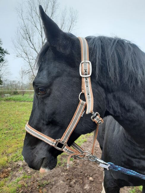 Halfter sucht neuen Pferdekopf, Julia , Halters, Oranienburg 