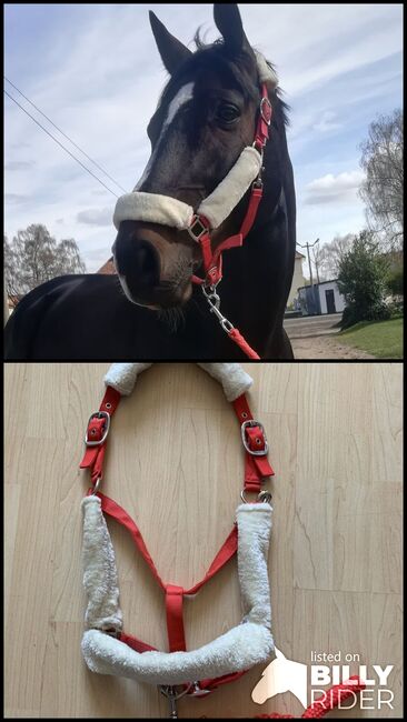 Halfter mit Stick, Waldhausen , Diana, Halters, Hannover , Image 3