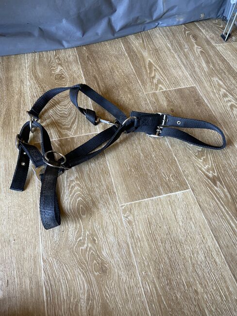 Halfter mit Ringen, Stephanie , Bitless Bridles, Graz 