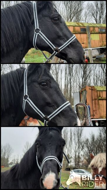 Halfter sucht neuen Pferdekopf, Julia , Kantary, Oranienburg , Image 4