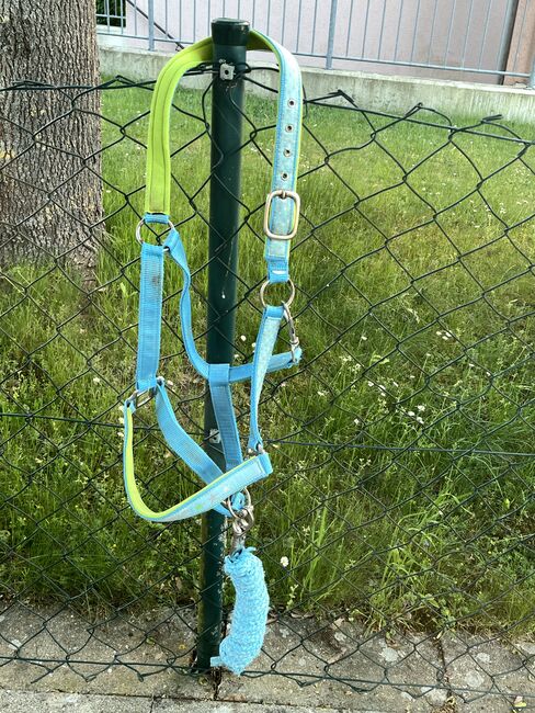 Halfter Set blau, Steeds , Ramona, Halters, Gunzenhausen, Image 4