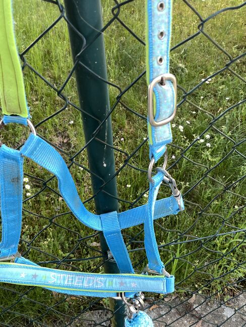 Halfter Set blau, Steeds , Ramona, Halters, Gunzenhausen, Image 6