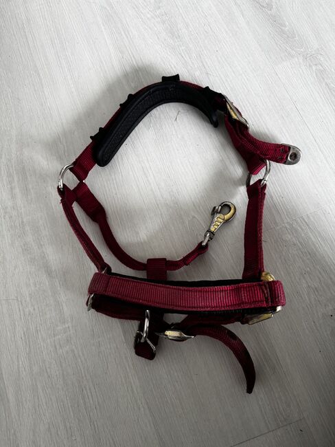 Halfter Gr. Pony, Celine Baum, Halters, Taunusstein 