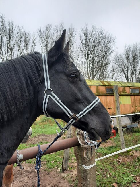 Halfter sucht neuen Pferdekopf, Julia , Halters, Oranienburg 