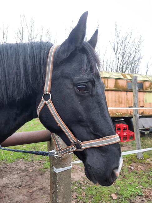 Halfter sucht neuen Pferdekopf, Julia , Halters, Oranienburg , Image 3