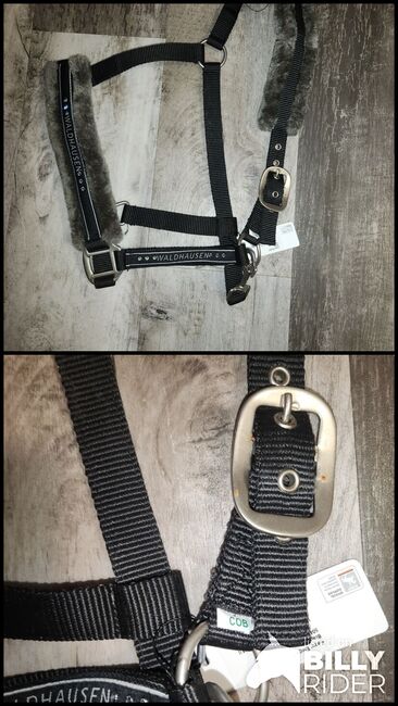Halfter Waldhausen, Waldhausen , Lilly , Halters, Friedeburg , Image 3