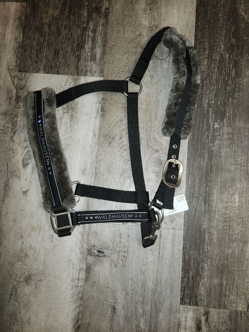 Halfter Waldhausen, Waldhausen , Lilly , Halters, Friedeburg 