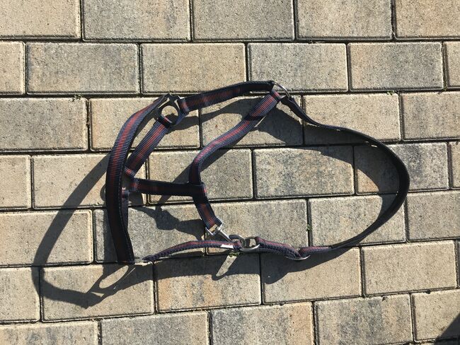 Halfter Warmblut, Aneka Kupke , Halters, Hanau