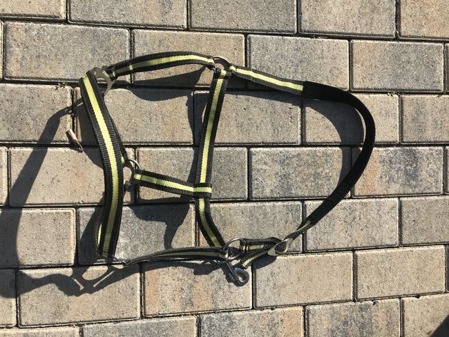 Halfter Warmblut, Aneka Kupke , Halters, Hanau, Image 2