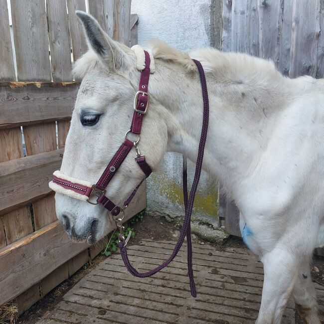 Halfter mit strick set felix bühler  VB Cob neu, Felix bühler , Powerhorse, Halters, Ziemetshausen