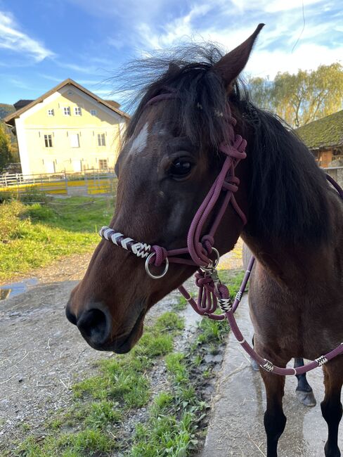 Knotenhalfter mit Zügel, Stefanie Schindler, Ogłowia bezwędzidłowe, Moosdorf