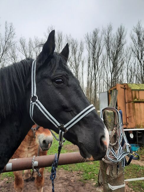 Halfter sucht neuen Pferdekopf, Julia , Halters, Oranienburg , Image 3