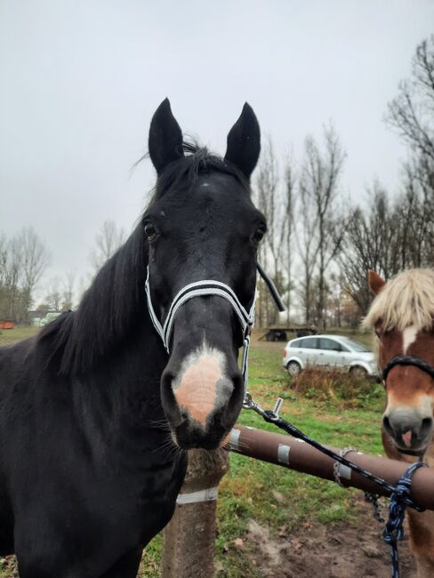 Halfter sucht neuen Pferdekopf, Julia , Halters, Oranienburg , Image 2