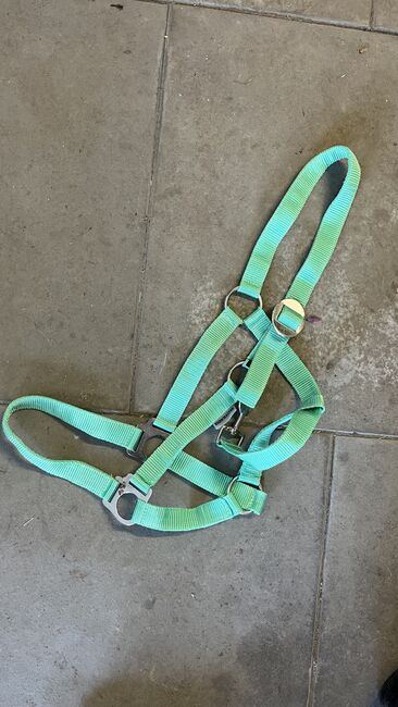 Halfter mint, Alexandra Rüdisühli, Halters, Sulgen