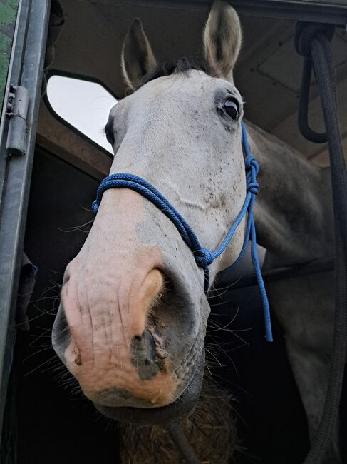 Halb Lipizaner, Petra Jentetics , Horses For Sale, Petzelsdorf in der Weststeiermark, Image 6