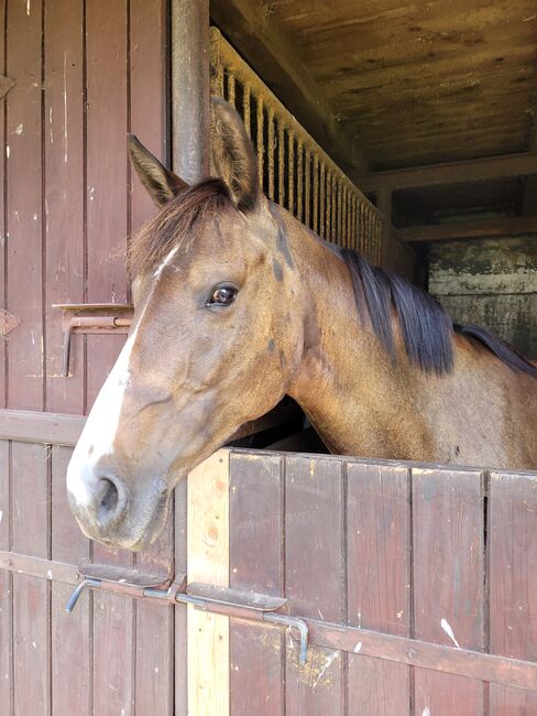 Halbblutstute, Wolfram Grunwald , Horses For Sale, Altlüdersdorf , Image 4