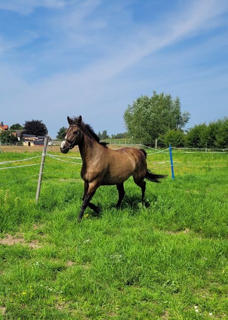 Halbblutstute, Wolfram Grunwald , Horses For Sale, Altlüdersdorf , Image 2