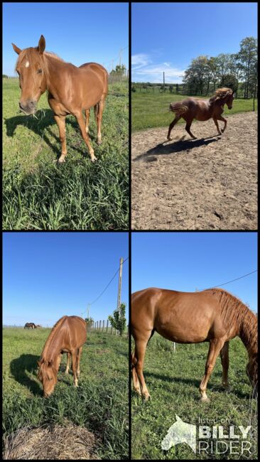 Halb Quarter Stute, Krisztina Radai, Horses For Sale, Bad Ischl, Image 7