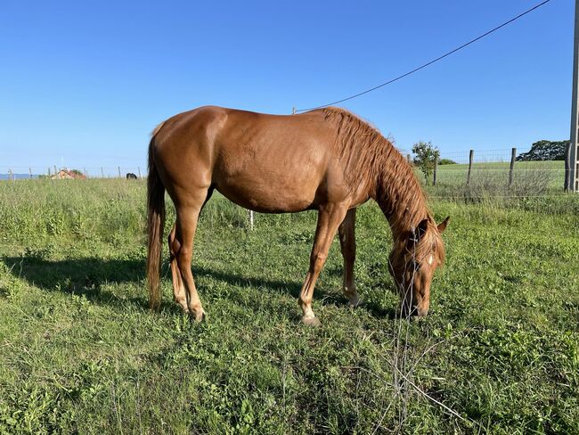 Halb Quarter Stute, Krisztina Radai, Horses For Sale, Bad Ischl, Image 6