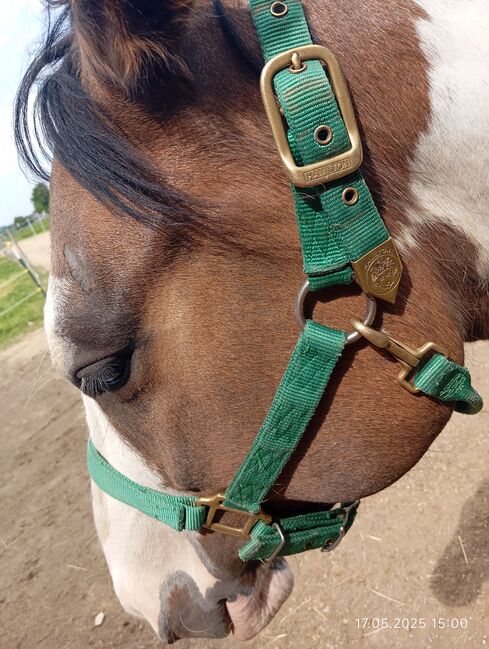 Hamilton Halfter, Hamilton , Astrid Mack , Halters, Stutensee
