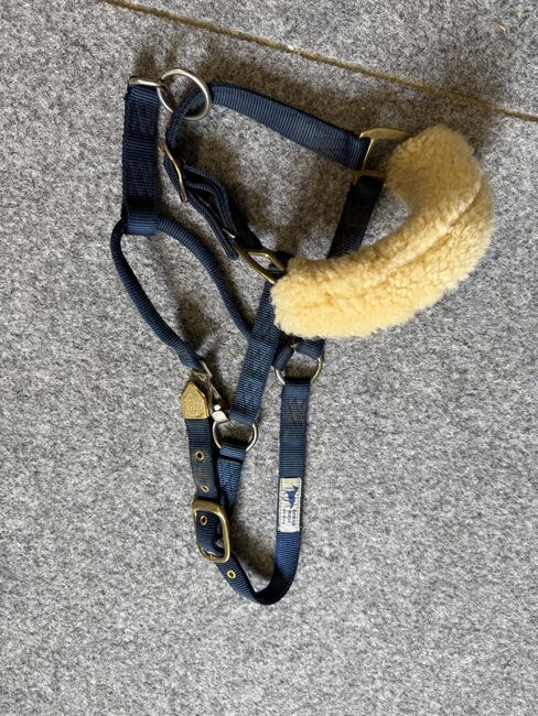 Hamilton Halfter, Hamilton, Isabelle Saladin, Halters, Hofstetten 