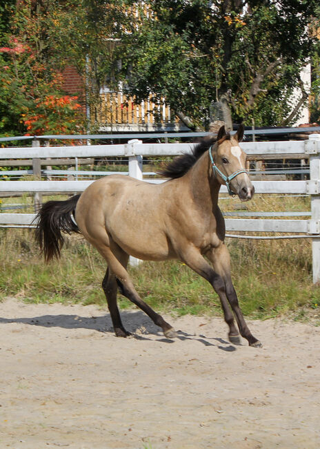 Hancock meets Cowhorse - eine QH Stute, die begeistert, Kerstin Rehbehn (Pferdemarketing Ost), Horses For Sale, Nienburg