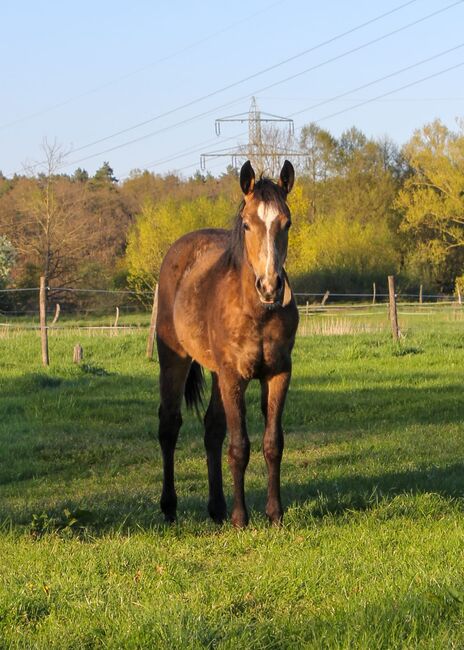 Hancock meets Cowhorse - eine QH Stute, die begeistert, Kerstin Rehbehn (Pferdemarketing Ost), Horses For Sale, Nienburg