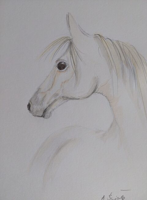 Pferd Weiss Zeichnung handgemalt, Ola, Horses For Sale, Dallikon