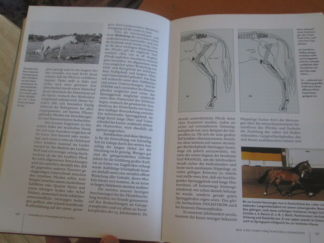 Handbuch Pferdebeurteilung Michael Schäfer KOSMOS, KOSMOS Michael Schäfer, Mandy, Bücher, Camburg, Abbildung 7