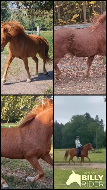 Hübscher 5 Gangwallach, Martina Holz, Horses For Sale, Nauen/ OT Markee, Image 9