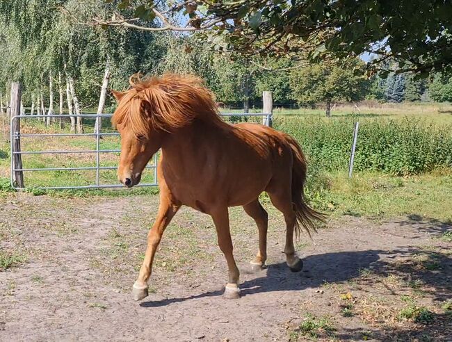 Hübscher 5 Gangwallach, Martina Holz, Horses For Sale, Nauen/ OT Markee