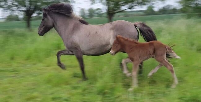 Hübscher 5 Gangwallach, Martina Holz, Horses For Sale, Nauen/ OT Markee, Image 8