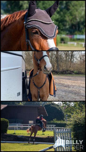 Hübscher 6 jähriger Wallach, Fabienne Studerus, Horses For Sale, Niederhasli, Image 4