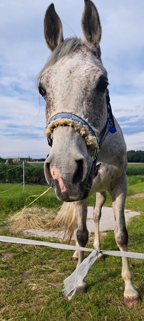 Hübscher Araber, Philipp, Horses For Sale, Amstetten, Image 4