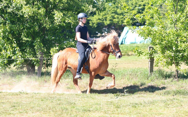 Hübscher spaßwallach, Luise, Horses For Sale, Großhansdorf