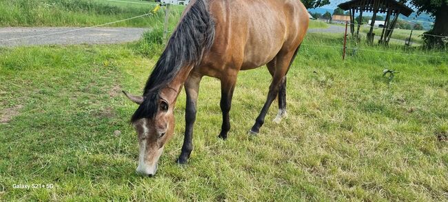 Hübscher Wallach 3 J. Sucht Förderer zum Wachsen, Martin, Horses For Sale, DERMBACH, Image 2