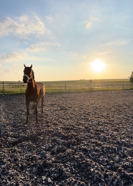 Hübscher Wallach sucht neue Herausforderung, RaEl, Horses For Sale, Rot am See, Image 2