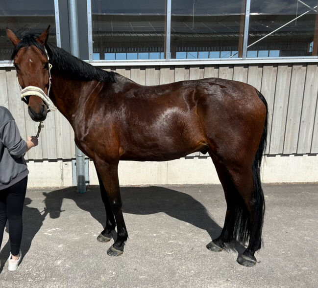 Hübscher Wallach sucht neue Herausforderung, RaEl, Horses For Sale, Rot am See, Image 5