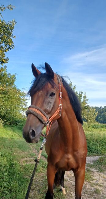 Hübscher Wallach sucht neuen Partner, Sandra Bauert , Horses For Sale, Offenburg