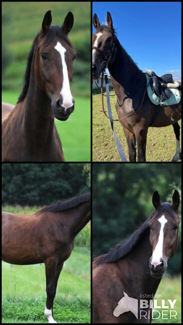 Hübscher KWPN Wallach, Anna Bischof, Horses For Sale, Sankt Peter am Kammersberg, Image 6