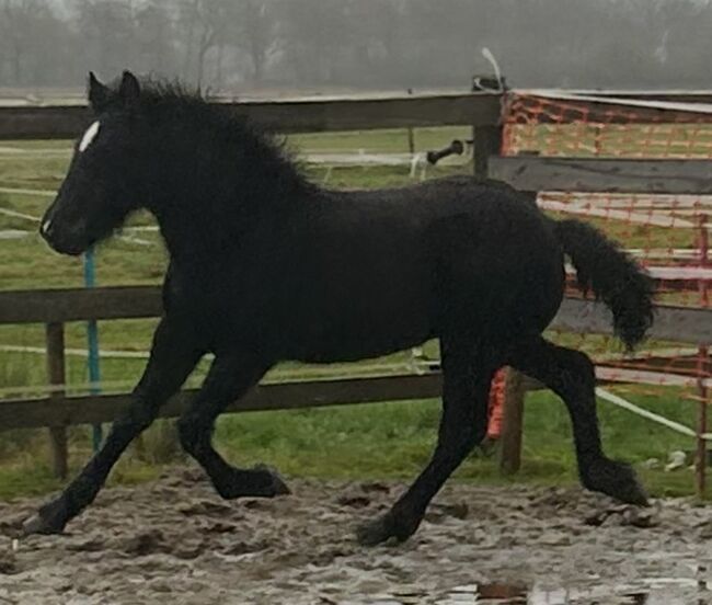 Hübscher, kräftiger Kerl sucht neues Zuhause, Janina , Horses For Sale, Garrel, Image 4