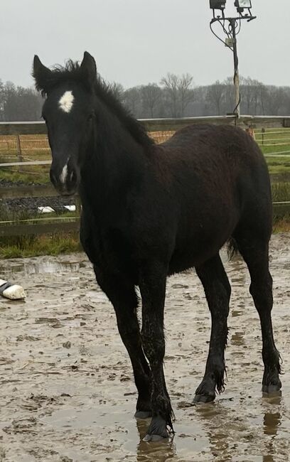 Hübscher, kräftiger Kerl sucht neues Zuhause, Janina , Horses For Sale, Garrel, Image 7