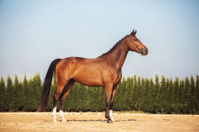 Hannoveraner von Sandro Hit, Katharina Lehmann (Pferdevermittlung Leus), Horses For Sale, Indersdorf, Image 2