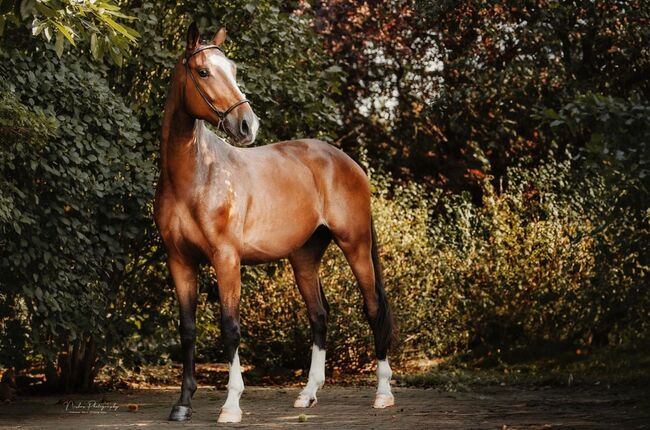 Hannoveraner von Sandro Hit, Katharina Lehmann (Pferdevermittlung Leus), Horses For Sale, Indersdorf, Image 4