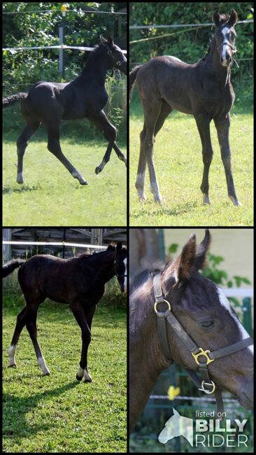 Hannoveraner Hengstfohlen von Fürst Bellisaro, M.A, Horses For Sale, Schiffdorf , Image 7