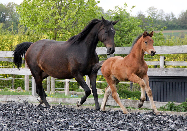 Hannoveraner Hengstfohlen von Segantini x D-Online (De Niro), Swantje Schröter, Horses For Sale, Neu-Eichenberg, Image 4